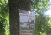 Focșănean amendat pentru distrugerea unor arbori: anunțuri prinse cu șuruburi de trunchiurile copacilor anunt copac