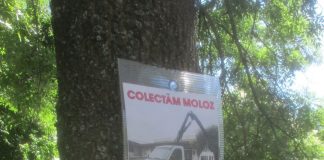 Focșănean amendat pentru distrugerea unor arbori: anunțuri prinse cu șuruburi de trunchiurile copacilor