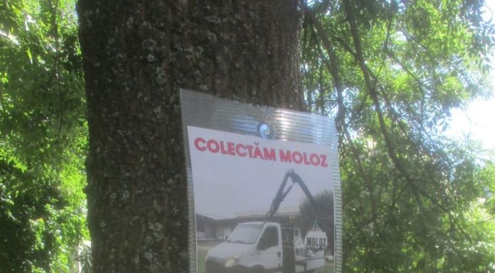 Focșănean amendat pentru distrugerea unor arbori: anunțuri prinse cu șuruburi de trunchiurile copacilor