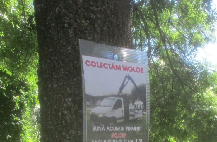 Focșănean amendat pentru distrugerea unor arbori: anunțuri prinse cu șuruburi de trunchiurile copacilor