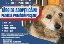 Iubitorii de câini sunt așteptați în această lună la padocul Primăriei Focșani pentru adopție carton adoptie caini