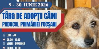 Iubitorii de câini sunt așteptați în această lună la padocul Primăriei Focșani pentru adopție