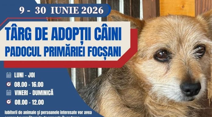 Iubitorii de câini sunt așteptați în această lună la padocul Primăriei Focșani pentru adopție