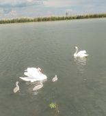 FOTO Vara lebedelor, la Nănești 1 lebede 1 1