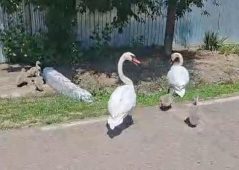 FOTO Vara lebedelor, la Nănești 4 lebede 1