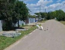 FOTO Vara lebedelor, la Nănești 3 lebede 2