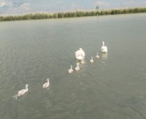 FOTO Vara lebedelor, la Nănești 2 lebede