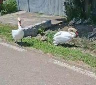 FOTO Vara lebedelor, la Nănești 6 lebede 3