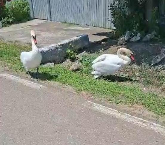 FOTO Vara lebedelor, la Nănești