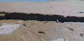 VIDEO Dezastru ecologic după închiderea bruscă a ecluzelor la hidrocentrala Movileni: sute de pești au rămas pe uscat