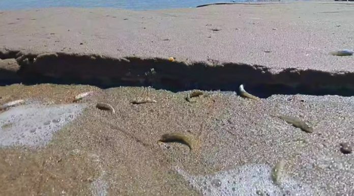 VIDEO Dezastru ecologic după închiderea bruscă a ecluzelor la hidrocentrala Movileni: sute de pești au rămas pe uscat