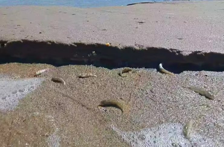 VIDEO Dezastru ecologic după închiderea bruscă a ecluzelor la hidrocentrala Movileni: sute de pești au rămas pe uscat