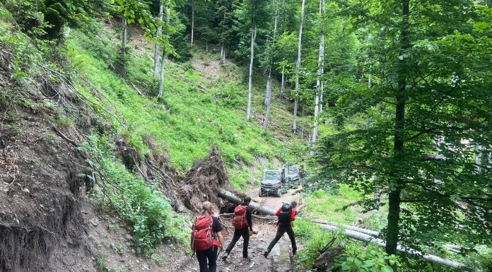 FOTO Trasee prin Munții Vrancei suspendate de Salvamont, din cauza copacilor doborâți de vânt