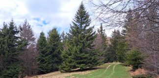 FOTO Se vor amenaja două trasee pentru ciclism montan și downhill în Parcul Natural Putna Vrancea