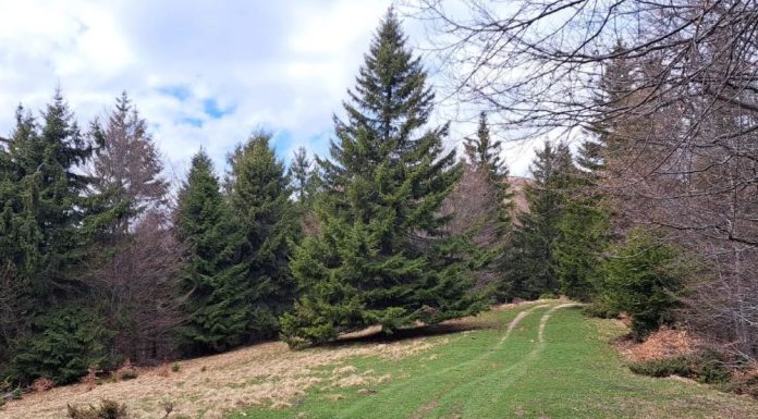 FOTO Se vor amenaja două trasee pentru ciclism montan și downhill în Parcul Natural Putna Vrancea