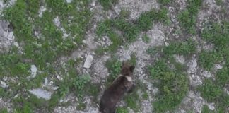 VIDEO Moment spectaculos surprins în Munții Vrancei