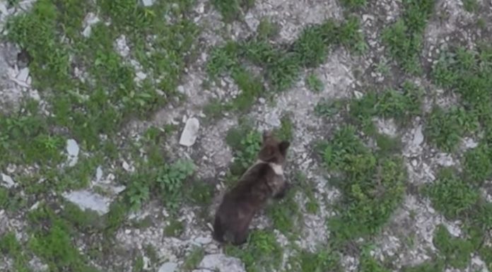 VIDEO Moment spectaculos surprins în Munții Vrancei
