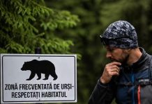 Ce faceți dacă vă întâlniți cu ursul prin pădure. Sfaturi de la jandarmi zona ursi