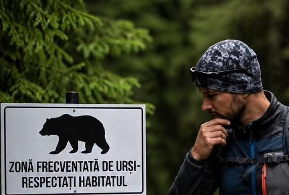 Ce faceți dacă vă întâlniți cu ursul prin pădure. Sfaturi de la jandarmi