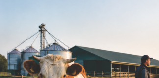 Sprijin financiar de peste 6 milioane lei pentru crescătorii de animale