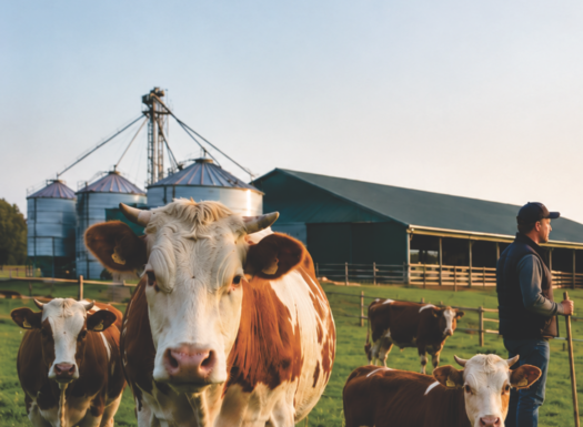 Sprijin financiar de peste 6 milioane lei pentru crescătorii de animale