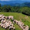 ovine stana