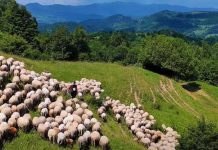 ANSVSA a instituit carantină națională de 30 de zile la ovine şi caprine. Măsuri obligatorii ovine stana
