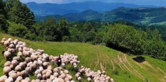 ANSVSA a instituit carantină națională de 30 de zile la ovine şi caprine. Măsuri obligatorii