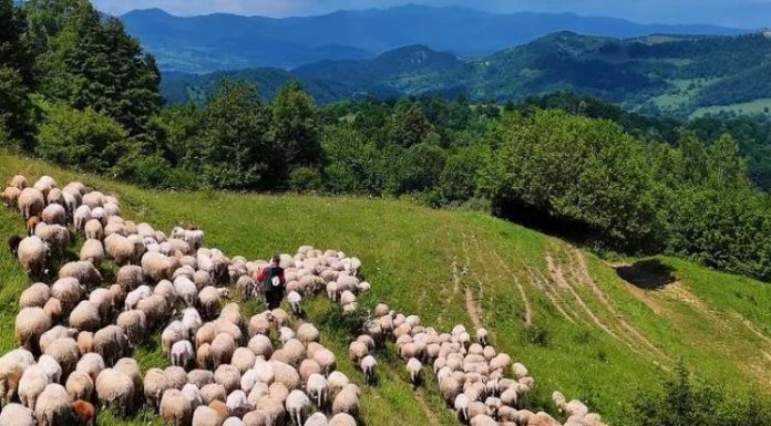ANSVSA a instituit carantină națională de 30 de zile la ovine şi caprine. Măsuri obligatorii
