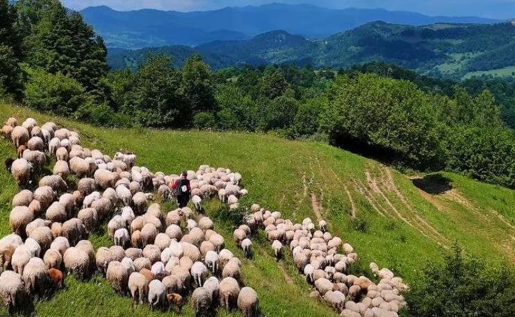 Discuții la DSVSA Vrancea cu crescătorii de ovine și caprine: situația epidemiologică, vaccinarea și biosecuritatea exploatațiilor