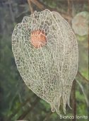 ”Peisaje entropice – Ecologii vii” - Expoziție colectivă de pictură, grafică și sculptură la Muzeul Vrancei 1 pictura