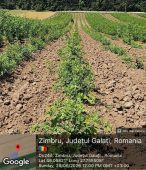 Garda Forestieră Focșani, în topul național privind implementarea proiectelor PNRR de înființare de noi plantații forestiere 4 plantare padure 1