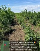 Garda Forestieră Focșani, în topul național privind implementarea proiectelor PNRR de înființare de noi plantații forestiere 6 plantare padure 2