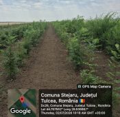 Garda Forestieră Focșani, în topul național privind implementarea proiectelor PNRR de înființare de noi plantații forestiere 5 plantare padure 3