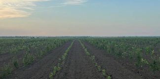 Garda Forestieră Focșani, în topul național privind implementarea proiectelor PNRR de înființare de noi plantații forestiere