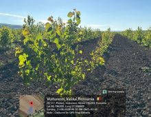 Garda Forestieră Focșani, în topul național privind implementarea proiectelor PNRR de înființare de noi plantații forestiere 2 plantare padure 4
