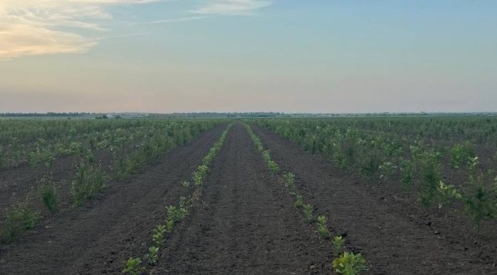 Garda Forestieră Focșani, în topul național privind implementarea proiectelor PNRR de înființare de noi plantații forestiere
