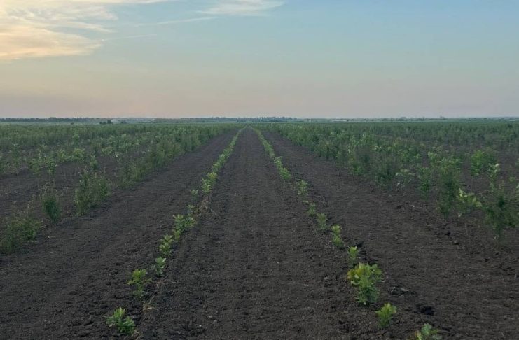 Garda Forestieră Focșani, în topul național privind implementarea proiectelor PNRR de înființare de noi plantații forestiere