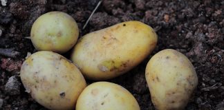Guvernul a aprobat un sprijin de până la 300 euro/ha pentru producătorii de cartof de consum