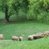 munte ovine