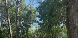 Abateri grave la regimul silvic într-un județ vecin, constatate de Garda Forestieră Focșani