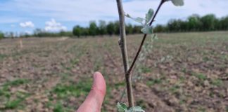 Peste 20.000 ha împădurite prin PNRR