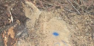 Activitatea Gărzii Forestiere Focșani în luna august
