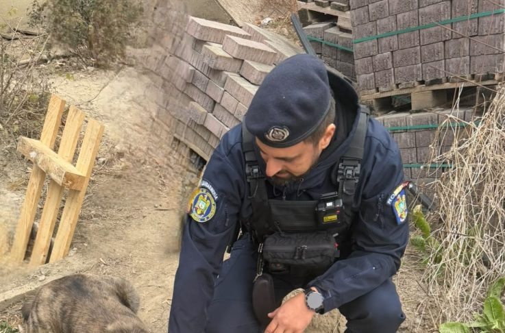 Jandarmii vrânceni au intervenit pentru salvarea unui câine căzut într-un puț