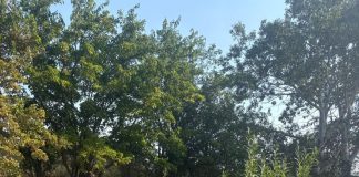 FOTO Polițiștii vrânceni au participat la acțiunile de ecologizare de astăzi