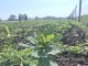 Garda Forestieră Focșani, în luna iulie: controale tematice, sancțiuni, verificări în teren, avizări PAAAAA1BMVEWurq51dlI4AAAAAXRSTlMmkutdmwAAAA5JREFUKM9jGAWjYJABAAKUAAHoEAeuAAAAAElFTkSuQmCC