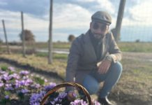 Gologanu schimbă regulile jocului: șofranul va fi plantat sub ochii oamenilor sofran