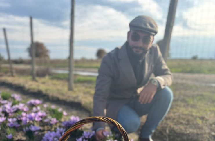 Gologanu schimbă regulile jocului: șofranul va fi plantat sub ochii oamenilor