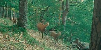 VIDEO Cârd de capre negre, la alergare prin Munții Vrancei