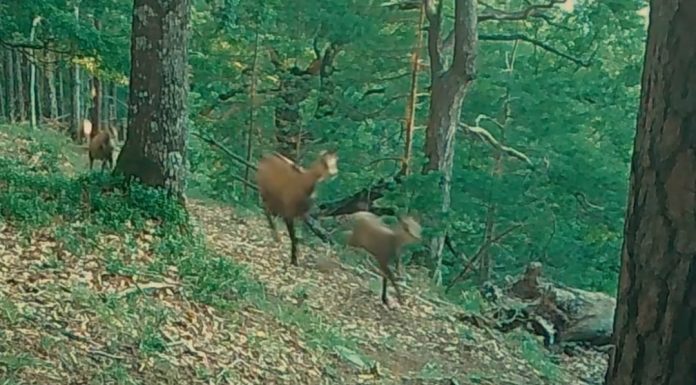 VIDEO Cârd de capre negre, la alergare prin Munții Vrancei